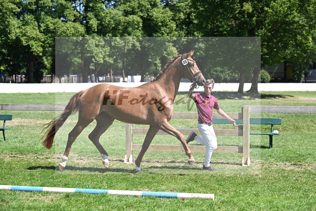 Kat-Nr. 49 Royality M v. Fynch Hatton_Meyer_19250888 | hf-fotografie - Realisiert mit Pictrs.com