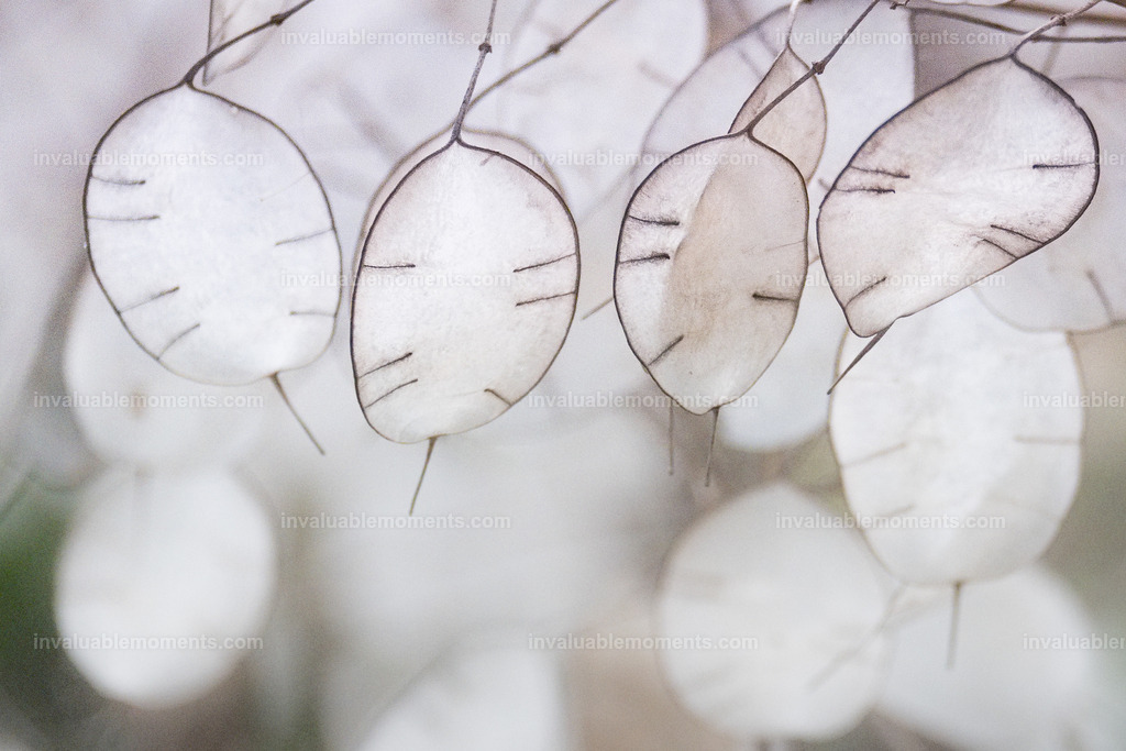 DSCF1365iridient | invaluablemoments.com - Realisiert mit Pictrs.com