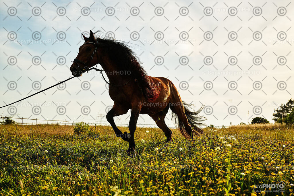 391_202406_Niki-Herodes_NZ9_0408 | proPHOTO - Realisiert mit Pictrs.com