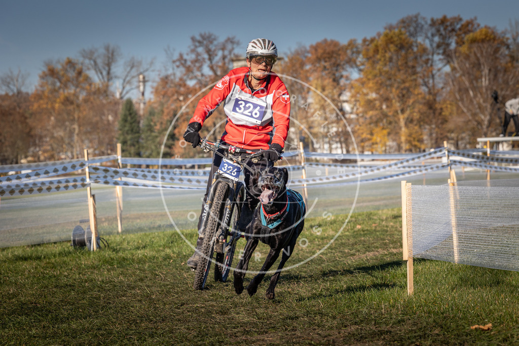 CaniXpix_0L8A5735 | Hundefotografie, Tierfotograf, Pfotenfotografie, Fotoshooting Hund, Hunde Portrait, Hundesport, Hundeportraits, Heideshooting, Hunde, Sportfotograf, Hundefotograf, Turnierhundsport, THS,  - Realisiert mit Pictrs.com