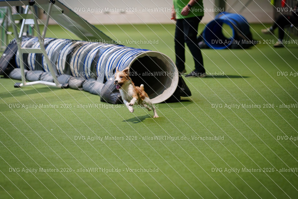 allesWIRTHgut_Tierfotografie-DVG_Agility_Masters_2026-16_45-7R504248 | Professionelle Tierfotografie in Mönchengladbach von Daniel Wirth (allesWIRTHgut). Liebevolle & natürliche Bilder von Hunden & Katzen für unvergessliche Erinnerungen.