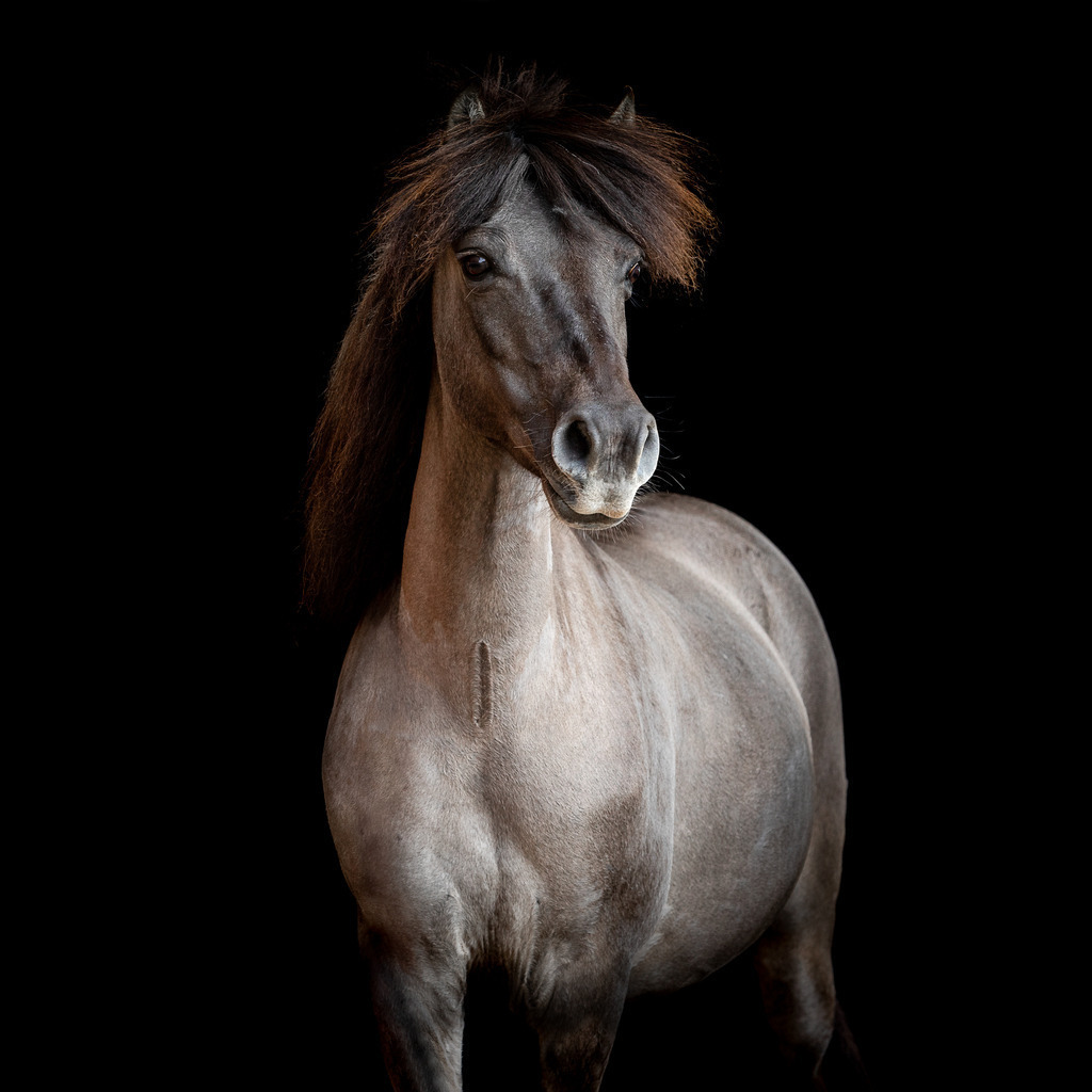 Web_Kienast_Nadja_8F6A8505 | Ich biete Ihnen einzigartige und individuelle Fotoshootings mit Ihren Tieren.
In individuellen Coachings lernen Sie, wie sie von Ihrem Pferd, Ihrer Katze, Ihrem Hund oder einfach Ihrem persönlichen Lieblingstier eindrucksvolle Fotos machen können.