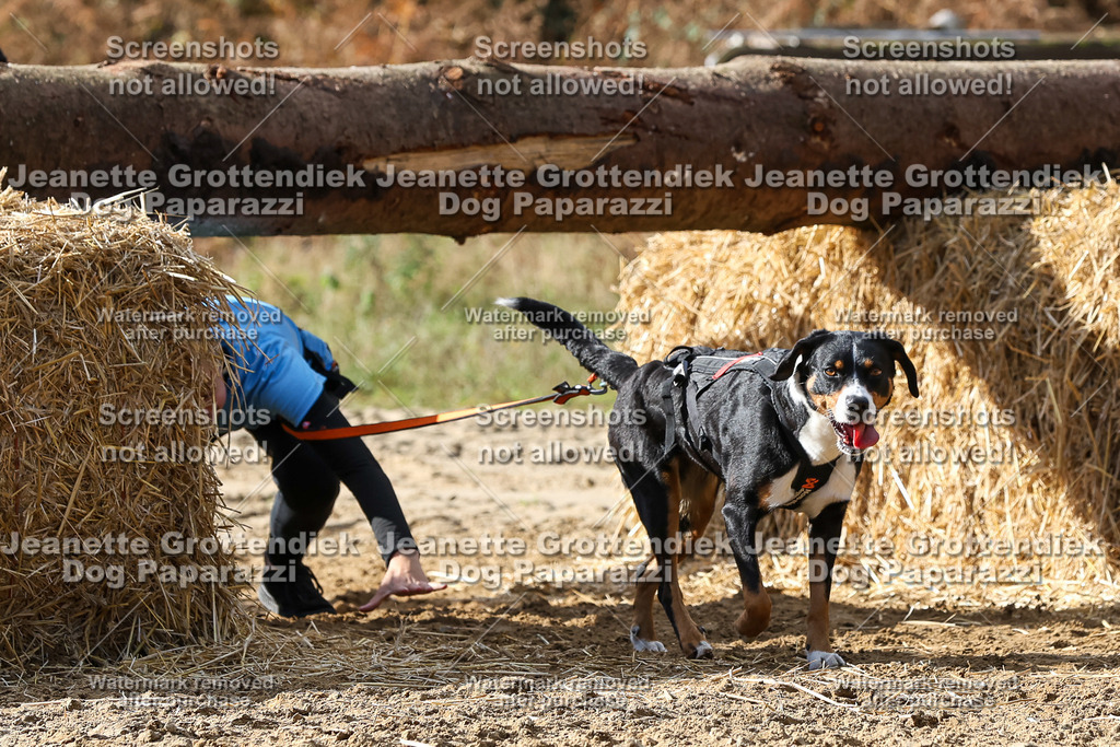 Dog Paparazzi - Strongdog 10-25-5138 | Dog Paparazzi Jeanette Grottendiek Fotografie & Videografie - Realisiert mit Pictrs.com