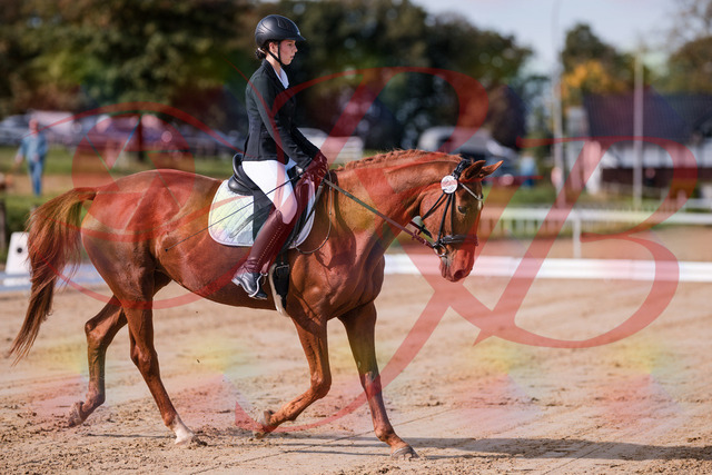 2026_10_03_Siefer-Hof_114100_Z81_83630505 | Professionelle Reitsport-, Turnier- und Eventfotografie von Robert Broda. Galerien mit ausgewählten und bearbeiteten Bildern direkt online ansehen und bestellen.