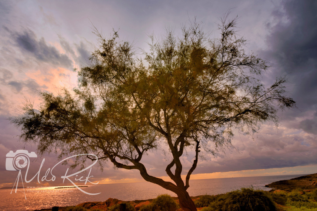 Palo-Verde |  Palo-Verde-Baum (\(Cercidiumspp.\)) ist eine Wüstenpflanze, die vor allem in den südwestlichen USA heimisch ist. Sein Name bedeutet auf Spanisch „grüner Stock“, da seine Rinde grün ist und die Photosynthese betreibt, wodurch der Baum auch bei abgeworfenem Laub grün bleibt. Er wächst gut in vollem Sonnenlicht, verträgt Trockenheit und Hitze, benötigt aber gut durchlässigen Boden und wenig Wasser.&nbsp;