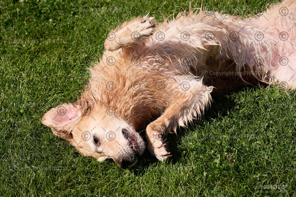 080_202509_4Hundebadetag_NZ9_2347 | proPHOTO - Realisiert mit Pictrs.com