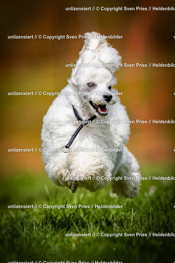 Sven Pries | 2025-04-13 - Hunderennen Baden-Baden - Realisiert mit Pictrs.com