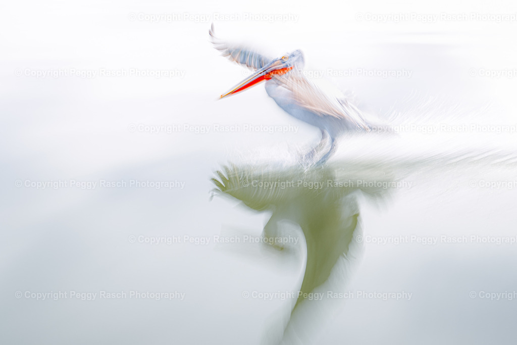 Pelikane_2024_groß next4-15 | PeggyRaschPhotography - Realisiert mit Pictrs.com