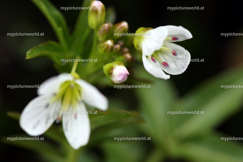 Bitteres Schaumkraut-001 | Das Bilderarchiv über Tiere, Planzen und Landschaften. In der Bilddatenbank finden Sie ein große Auswahl an hochwertigen Bilder für Ihre Werbung - Realized with Pictrs.com
