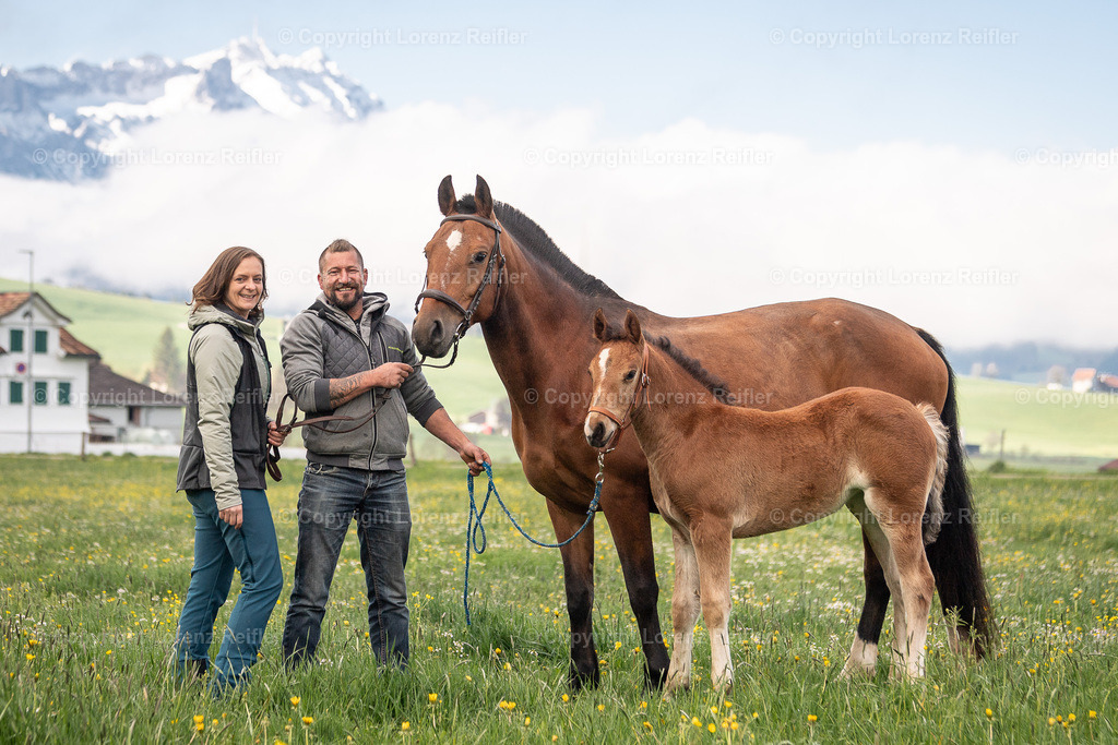 Schwingen -  Lebendpreise AppKant 2025 | Gais, 26.4.25, Schwingen - Lebendpreise AppKant.