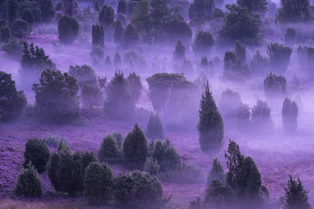 Heide im Nebel | Wandbilder - Florian Läufer - Realisiert mit Pictrs.com