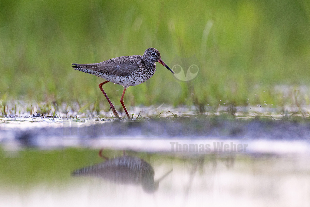 R5NF1767_20240612 | Der Rotschenkel (Tringa totanus) ist eine Vogelart aus der Familie der Schnepfenvögel (Scolopacidae). Er ist ein Brutvogel über weite Bereiche Eurasiens. Zu seinem Lebensraum gehören die mediterrane bis boreale Zone, und er kommt in Asien auch in Steppen- und Wüstengebieten vor. In Mitteleuropa sind Schwerpunkte seiner Verbreitung die Küsten und das küstennahe Tiefland. Im Binnenland kommt er nur inselartig in kleinen Populationen vor und im Süden Mitteleuropas ist er auf Restvorkommen reduziert. - Realisiert mit Pictrs.com