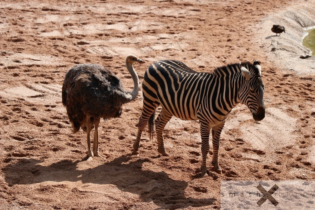 Buddies | smash-photography.com