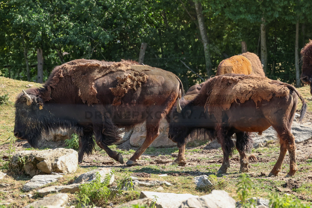 Bisons at Tierpark Herberstein // Bisons im Tierpark Herberstein | Bisons at Tierpark Herberstein in Styria, Austria. The scene shows the powerful animals in their enclosure and highlights their impressive appearance, calm presence and natural behavior in the zoo environment. // Bisons im Tierpark Herberstein in der Steiermark, Österreich. Die Szene zeigt die kraftvollen Tiere in ihrem Gehege und hebt ihr eindrucksvolles Erscheinungsbild, ihre ruhige Präsenz und ihr natürliches Verhalten im Tierpark hervor. - Realisiert mit Pictrs.com