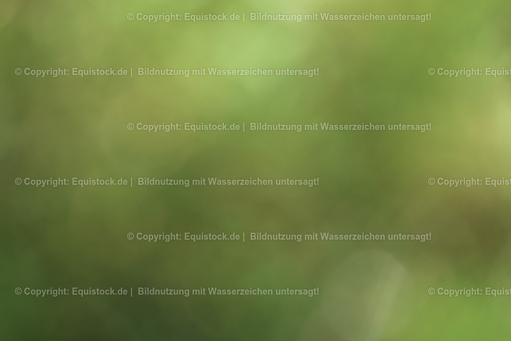 20230908_14-15_Springpferde-A_0096 | equistock