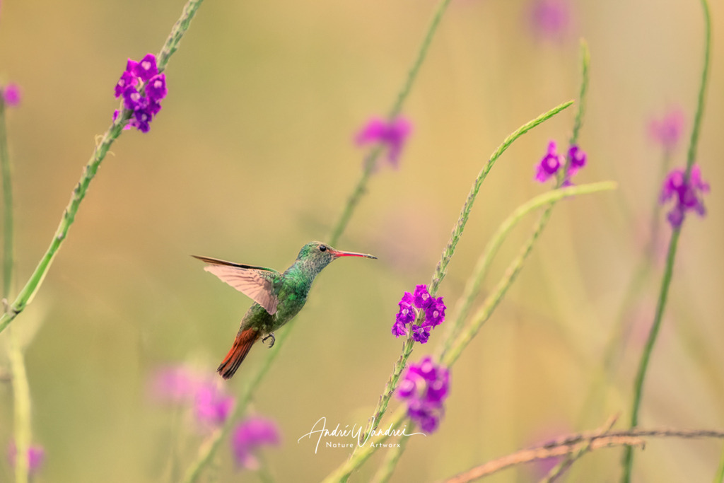Zwischen Himmel und Blüte | Andre Wandrei - Nature Artworx - Realisiert mit Pictrs.com