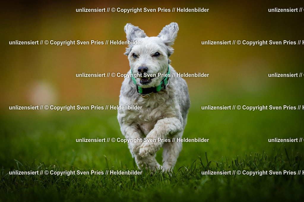 Sven Pries | 2025-04-13 - Hunderennen Baden-Baden - Realisiert mit Pictrs.com