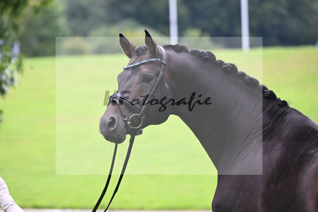 Vielversprechend_34251086 | hf-fotografie - Realizzato con Pictrs.com