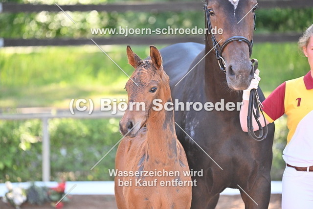 17_Conthalou - Cellestial_758_8334 | Björn Schroeder Pferdefotografie