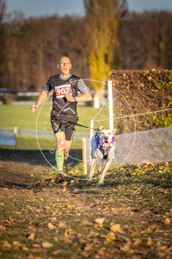 CaniXpix_DV3A4730 | Hundefotografie, Tierfotograf, Pfotenfotografie, Fotoshooting Hund, Hunde Portrait, Hundesport, Hundeportraits, Heideshooting, Hunde, Sportfotograf, Hundefotograf, Turnierhundsport, THS,  - Realisiert mit Pictrs.com