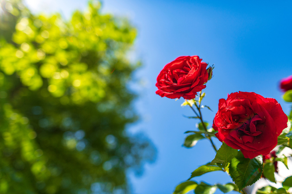 2022_06_03_EPPENDORF_DSC2024 | Hochwertig gedruckte Fotografien für die Wand, als Kalender und zum Verschenken. Hamburg & Norddeutschland und überall wo ich mit der Kamera unterwegs war.
