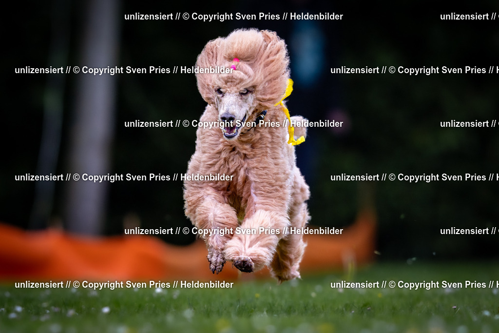 Sven Pries | 2026-05-14 - Hunderennen KA Durlach Vatertag 2026 - Realisiert mit Pictrs.com