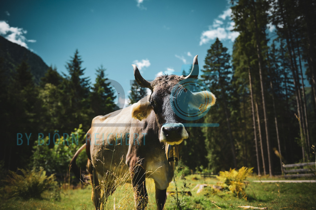 Hello | Tiere
© Björn Reichert/Bhoto.de