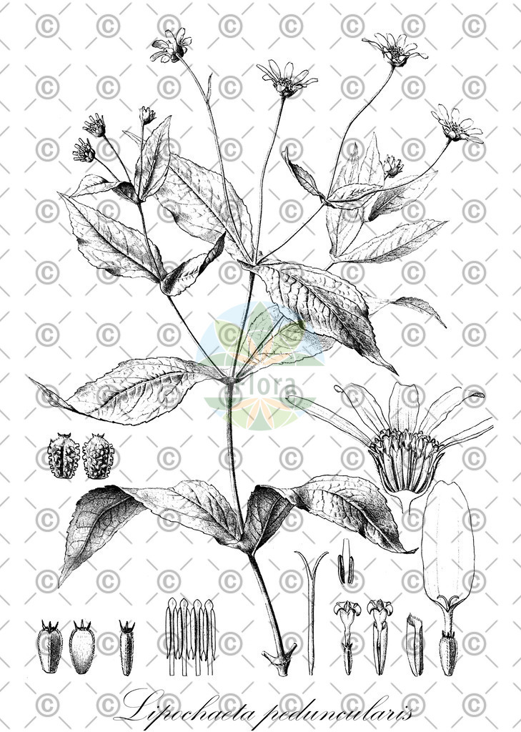 HistAbb_wfo-0000364015_1_ENZY_Simple | Historische Abbildung von Lipochaeta peduncularis - | Historical Illustration of Lipochaeta peduncularis - 