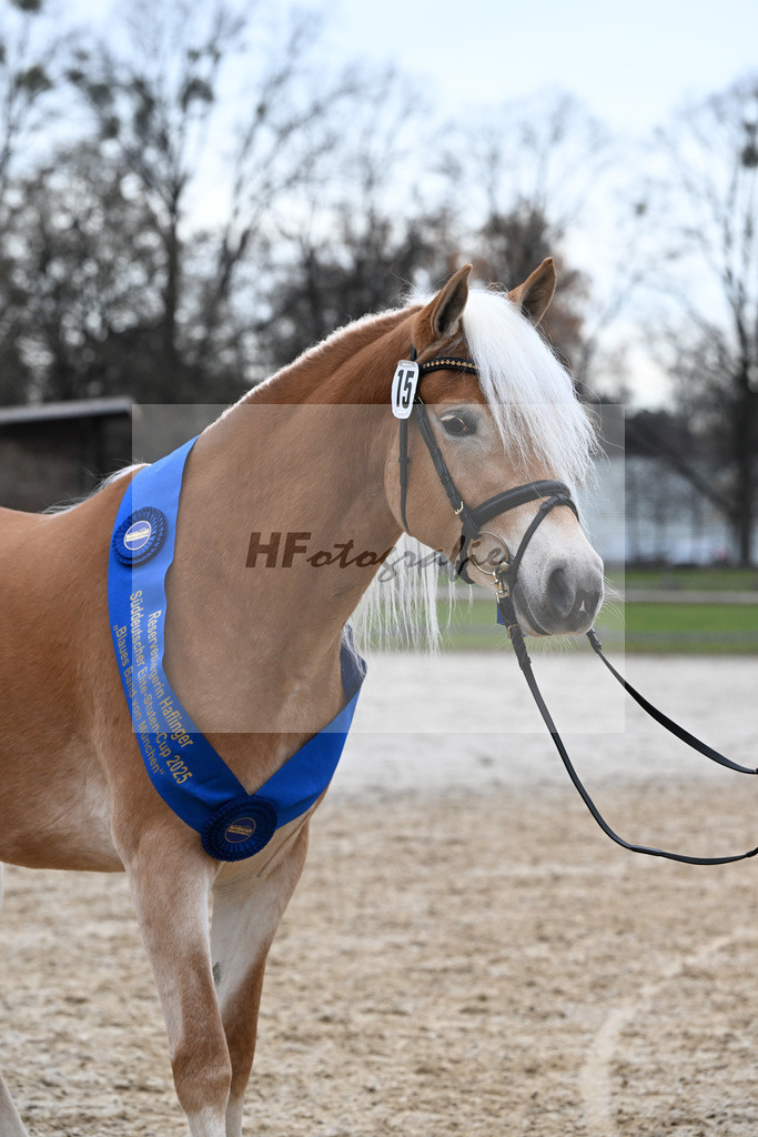 Bl. Band Kat-Nr. 15 Bambi v. Bon Jovi_Stange Haflingergestuet_48251661 | hf-fotografie - Realisiert mit Pictrs.com