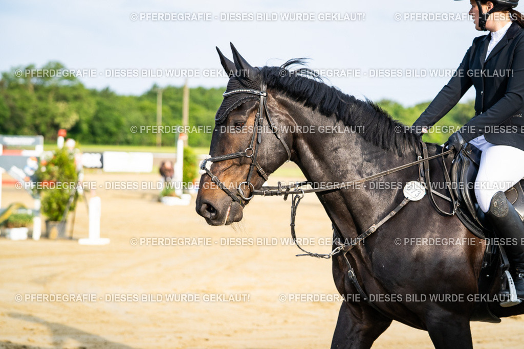 DSC02079 | Pferdegrafie