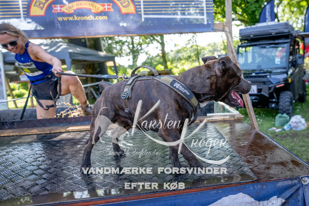 1536_ZZ91869 | kk-dogfotos