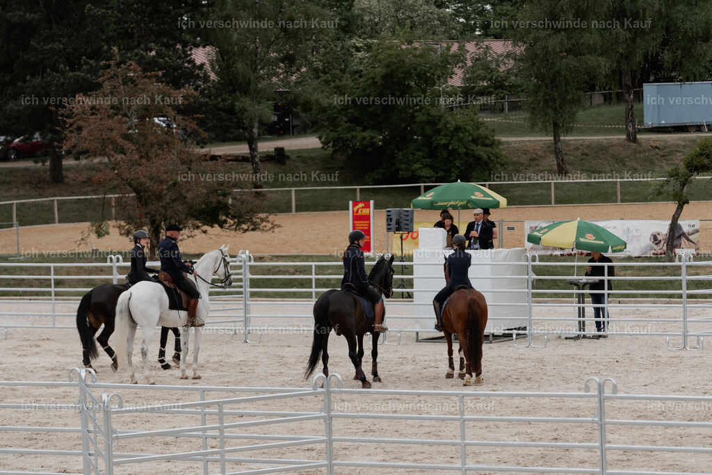 WE__Stoib_Rinder_PI2025_3063 | Pferd International München 2025