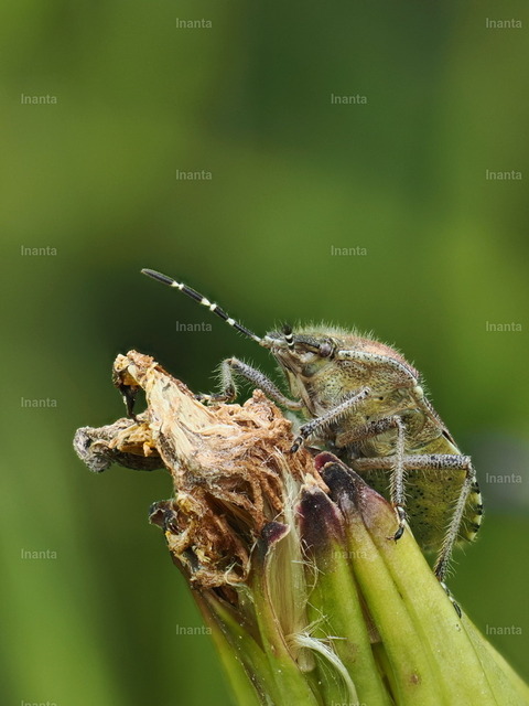 Beerenwanze (Dolycoris baccarum) | Inanta - Realisiert mit Pictrs.com