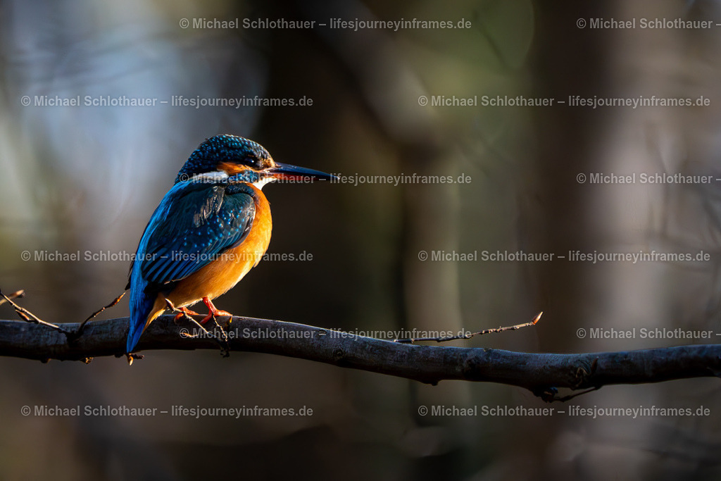 Eisvogel im Sonnenlicht | Wildlife- und Landschaftsfotografie als Wandbild, Poster & mehr. Einzigartige Naturmomente aus Neuseeland, Norwegen & weltweit – fotografiert von Michael Schlothauer. - Realisiert mit Pictrs.com