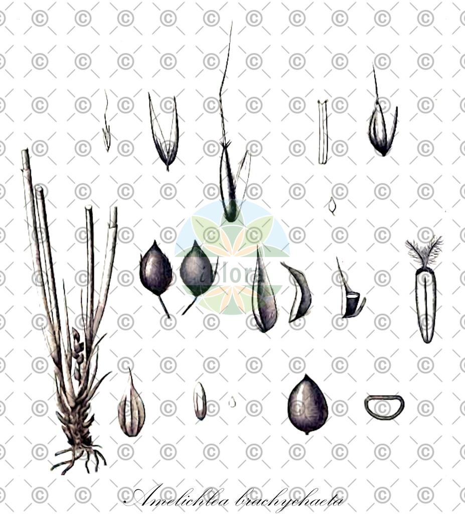 HistAbb_wfo-0001278999_1_ENZY_Simple | Historische Abbildung von Amelichloa brachychaeta - Poaceae | Historical Illustration of Amelichloa brachychaeta - Poaceae