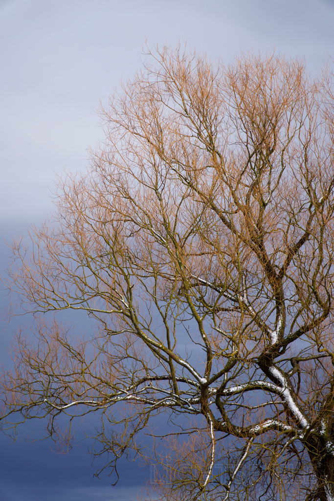 Warm und kalt | Baum - Realisiert mit Pictrs.com