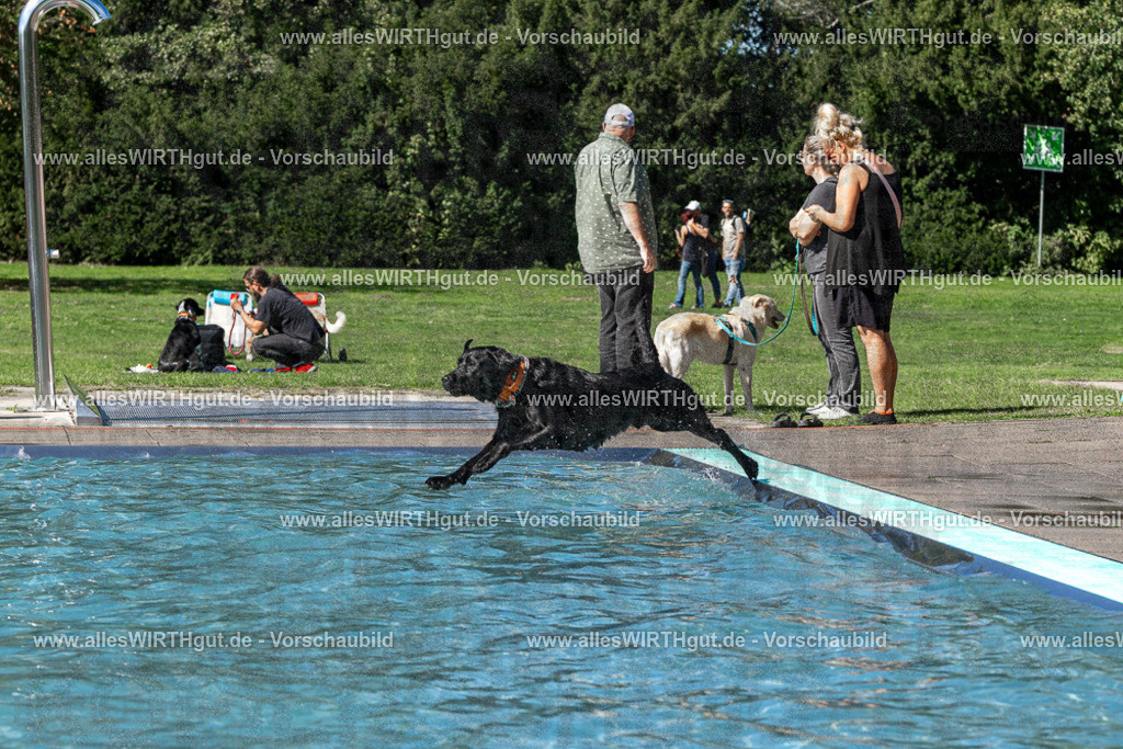 Hundeschwimmen_Volksbad_2026-allesWIRTHgut_Tierfotografie-2609061326-FAY06733 | Professionelle Tierfotografie in Mönchengladbach von Daniel Wirth (allesWIRTHgut). Liebevolle & natürliche Bilder von Hunden & Katzen für unvergessliche Erinnerungen.