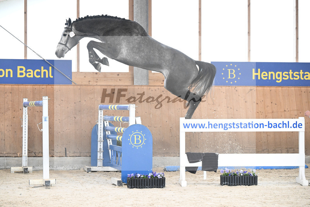 Kat-Nr. 97 Dominard v d Reeberg Z v. Dominator Z_KES GmbH_7240393 | hf-fotografie - Realisiert mit Pictrs.com