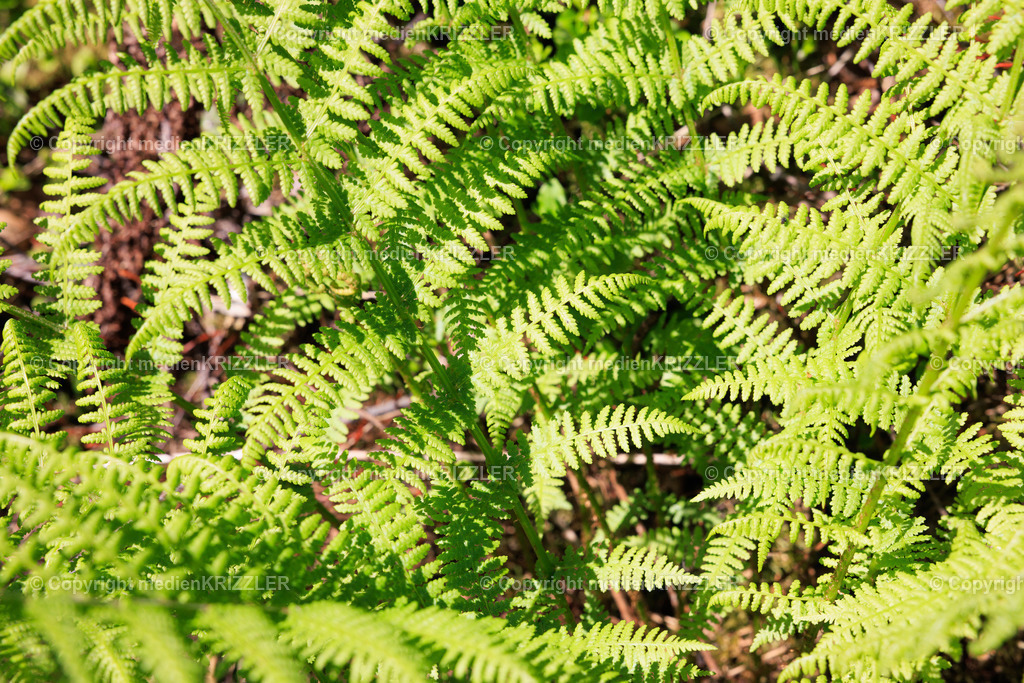 _J3A7775 | medienkrizzler - Realisiert mit Pictrs.com