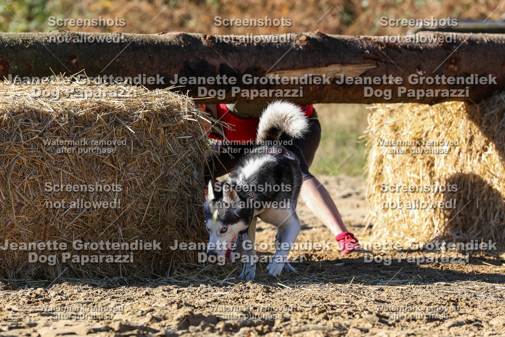 Dog Paparazzi - Strongdog 10-25-2610 | Dog Paparazzi Jeanette Grottendiek Fotografie & Videografie - Realisiert mit Pictrs.com