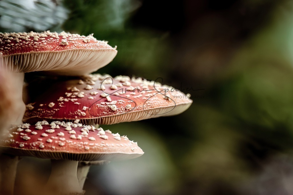 Fliegenpilz Trio | Simone Sperber, svb-photography,Fotografin,Bilddesignerin,Naturfotografie,Macrofotografie,Tierfotografie,Wildtierfotografie,Ausstellungen,Auftragsfotografie,Kunst,Art,Photographer,Shootings,Bildberatbeitung,Galerie,Shop