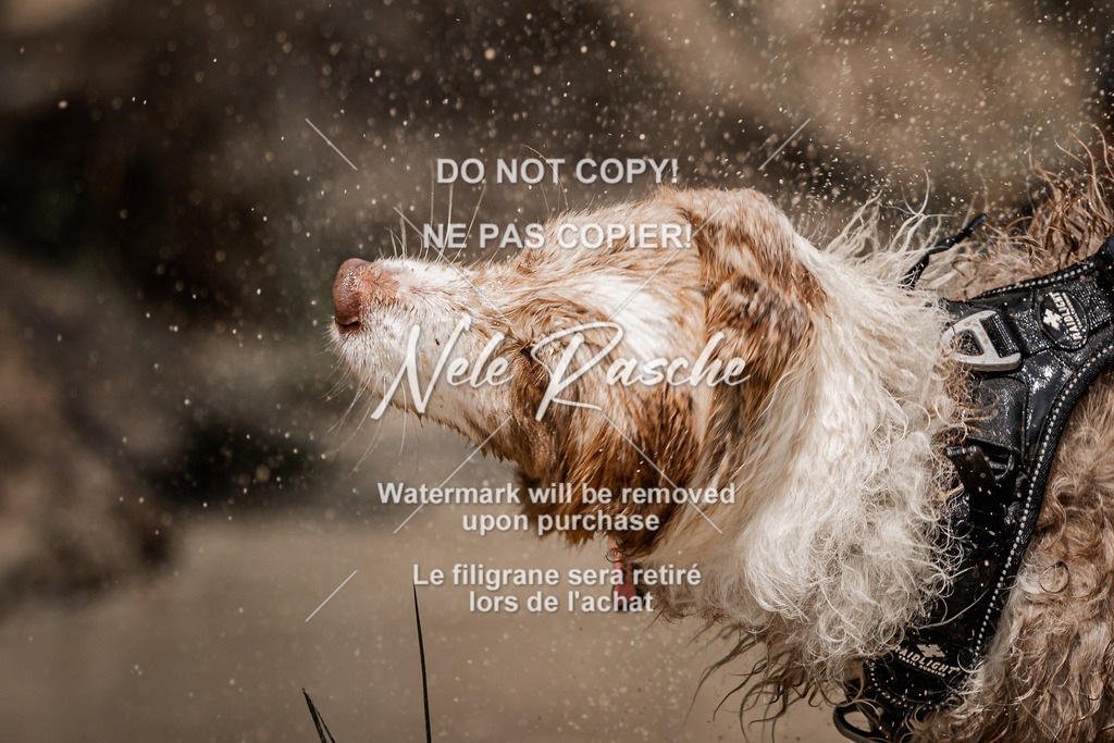 nelerasche_Hoope2026_Sa1230-1300_485 | nelerasche