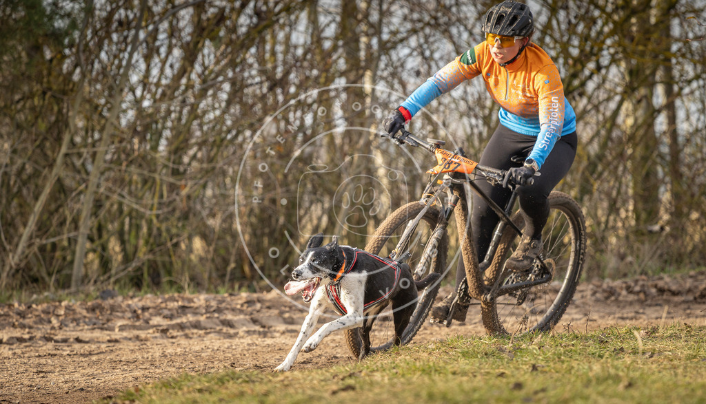 Pfotenfotografie_DV3A7503 | Hundefotografie, Tierfotograf, Pfotenfotografie, Fotoshooting Hund, Hunde Portrait, Hundesport, Hundeportraits, Heideshooting, Hunde, Sportfotograf, Hundefotograf, Turnierhundsport, THS,  - Realisiert mit Pictrs.com