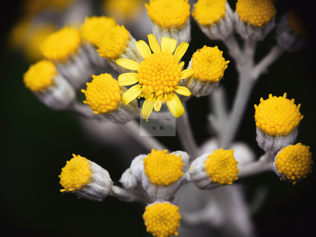 Makro - floral (71) | Buche Fotoshootings und entdecke hochwertige Fotoprodukte bei Mathias Ku Photos. Personalisiert, kreativ & mit Liebe zum Detail. Jetzt informieren! - Realisiert mit Pictrs.com
