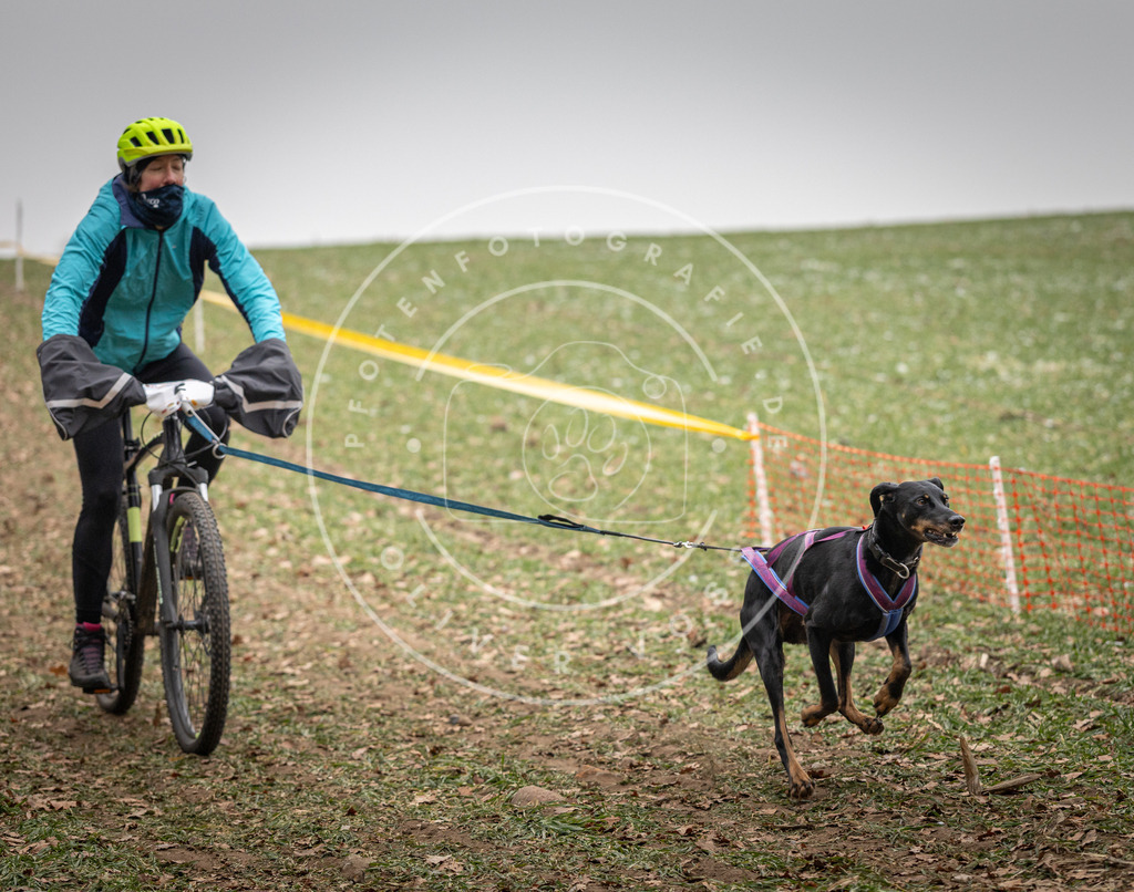 Pfotenfotografie_DV3A2520 | Hundefotografie, Tierfotograf, Pfotenfotografie, Fotoshooting Hund, Hunde Portrait, Hundesport, Hundeportraits, Heideshooting, Hunde, Sportfotograf, Hundefotograf, Turnierhundsport, THS,  - Realisiert mit Pictrs.com