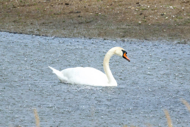 2022154 | Tierfotografie, Tierkalender, Tierbilder, Insekten, Spinnen, Vögel, Schmetterling, Libellen, Leinwand, Colorkey, Qualität, Geschenkartikel, Geschenk - Realisiert mit Pictrs.com
