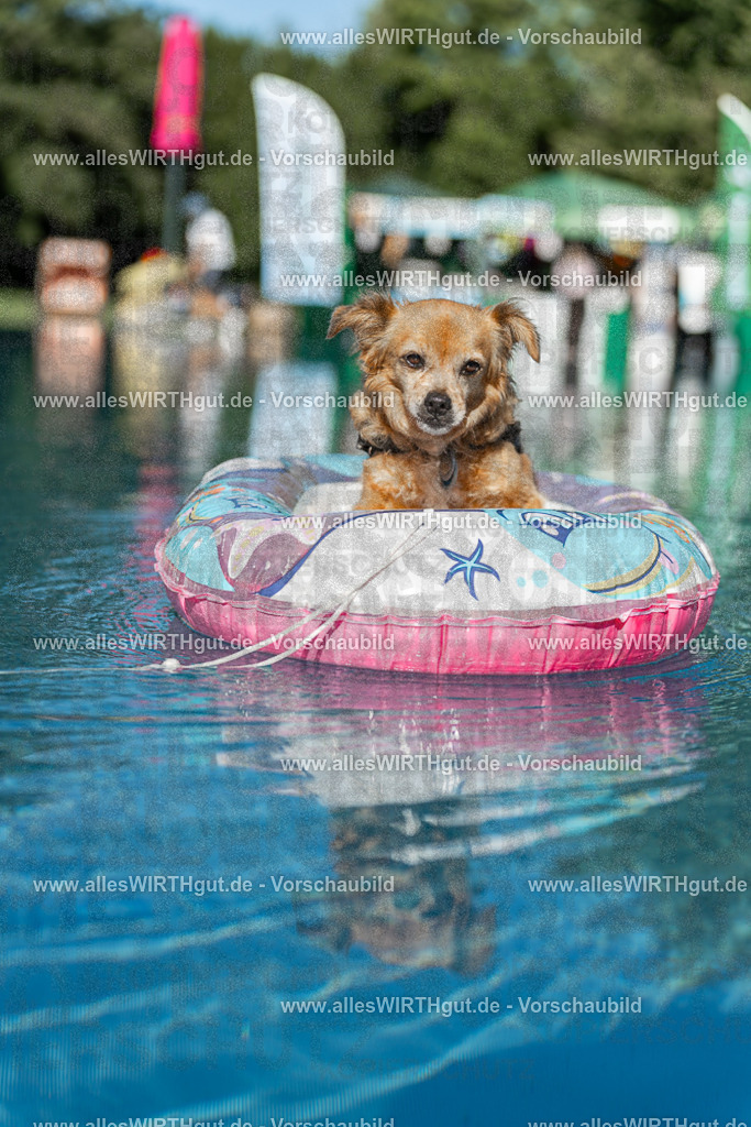Hundeschwimmen_Volksbad_2026-allesWIRTHgut_Tierfotografie-2609061049-095901-7R509245 | Professionelle Tierfotografie in Mönchengladbach von Daniel Wirth (allesWIRTHgut). Liebevolle & natürliche Bilder von Hunden & Katzen für unvergessliche Erinnerungen.