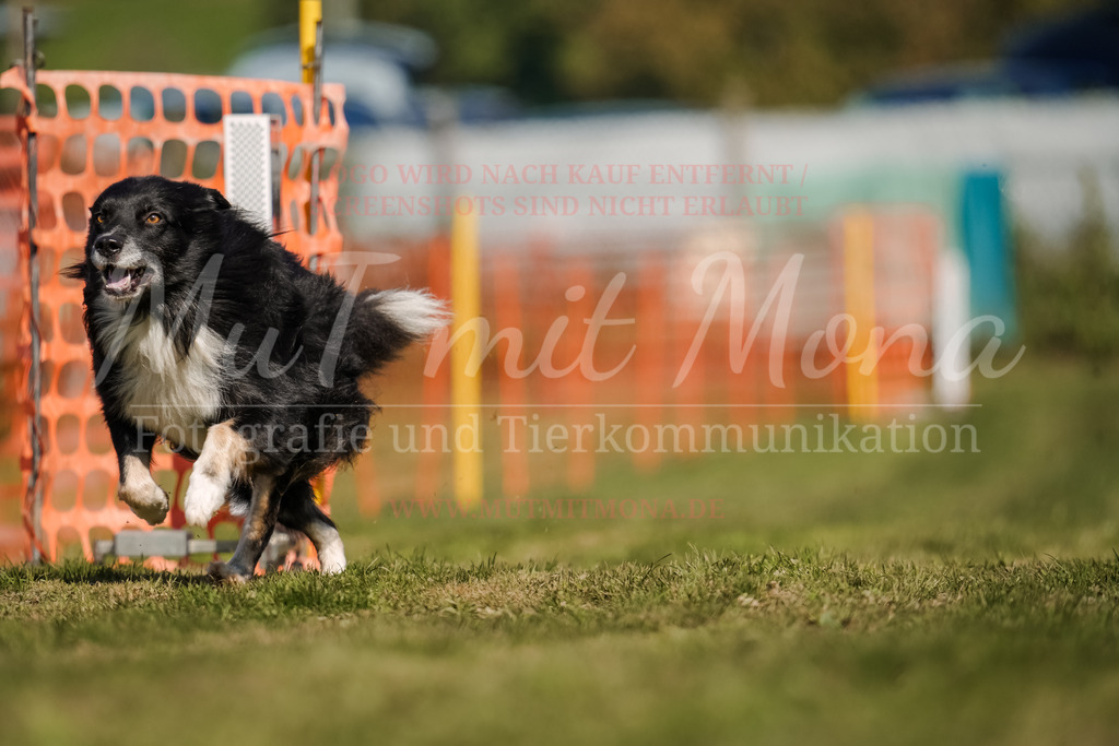 20250928_Hunderennen-657 | MuT (Mensch und Tier) mit Mona - Fotografie und Tierkommunikation - Realisiert mit Pictrs.com