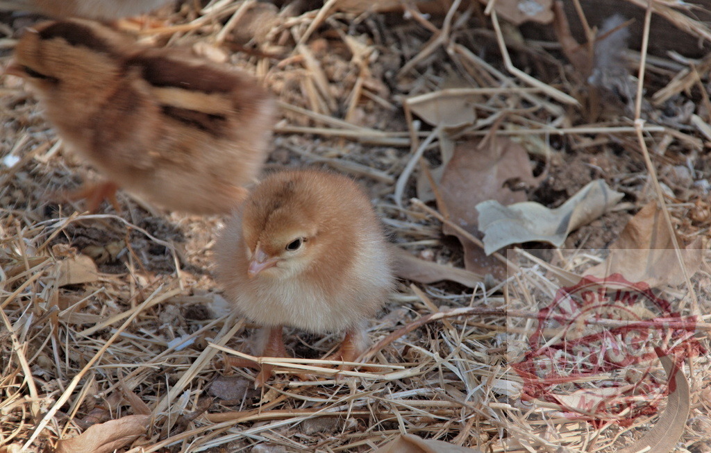Baby chick walking on dry straw looking forward | Young fluffy baby chick standing on dry grass and leaves on a farm - Realized with Pictrs.com