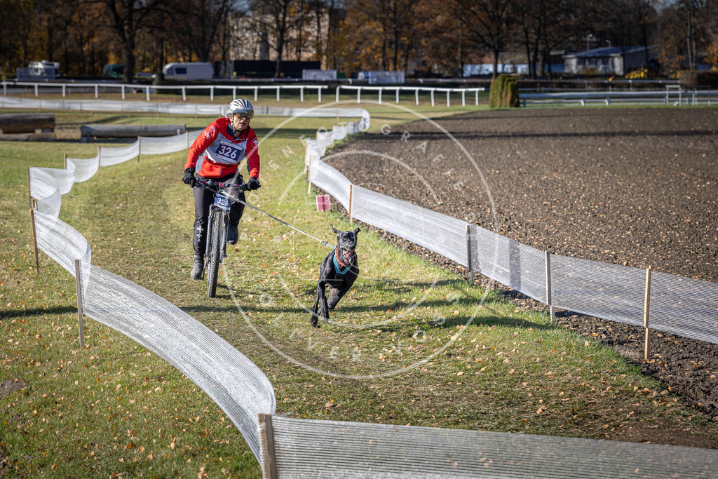 CaniXpix_DV3A6627 | Hundefotografie, Tierfotograf, Pfotenfotografie, Fotoshooting Hund, Hunde Portrait, Hundesport, Hundeportraits, Heideshooting, Hunde, Sportfotograf, Hundefotograf, Turnierhundsport, THS,  - Realisiert mit Pictrs.com